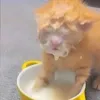 nhii_lamchuyenn