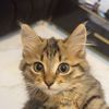 tigerr596