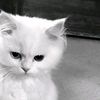 raishi295