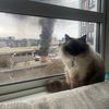 ragdollrumi