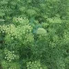 angelica.nacu