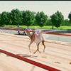 camel 🐪🇦🇪🇦🇪🇵🇰🇵🇰🇸🇦