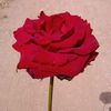 maramalfares601