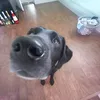 sammyspam.gsy