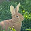 sunkissedbunn