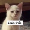 bes_9996