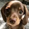 jilliannelee54