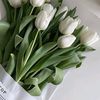 la_.tulipe