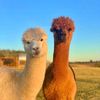 animals_planet_odd