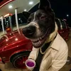 lildino_7