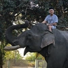 khang_elephants