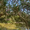 trees_in_the_breeze
