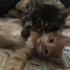 omgvalxx