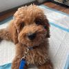 paxtonthedoodle