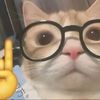 gatitointeligente8