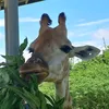 calitophu