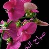 user5623688177449