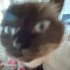 fynkster