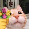 amninjmina