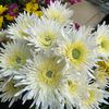 beauti.fulflower_