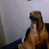 flaco004699