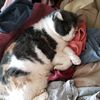 pi_ckle.kitty