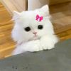 sosis_kenzler1