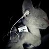 xcentt_