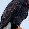 charles.raven.dul