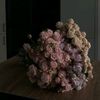 user44486012588lili