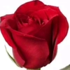 red.rose059