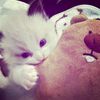 lunaa.niaa