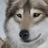 sofia.solcanu7
