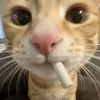 jllebbb