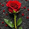 user8130835471724