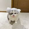 kiciwoiu