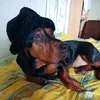 jazo648