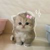 devly880