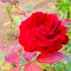 fatemaakter6793