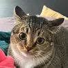 Vicky The Cat