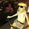 zoingostosoo