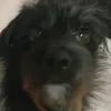 dog_qwer