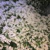 doly.alotaibi
