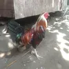 armanjimeno3