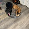 spayneutersaveslives1