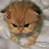 quy.thp.cm