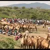 geedi_017