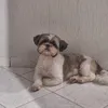 vitor7tp