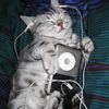 kittenwhiskers682