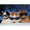 murkho_bd_vloggers